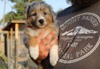 Farm raised Aussie x Rough Collie puppies