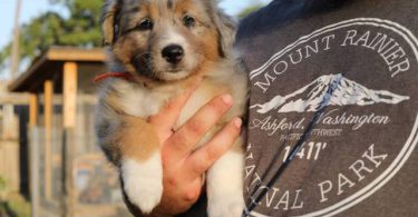 Farm raised Aussie x Rough Collie puppies