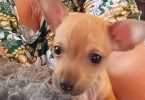 2 deer head Chihuahua babies