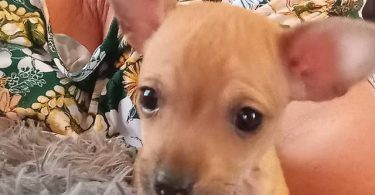 2 deer head Chihuahua babies