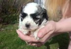 2 male Shih Tzu puppies needs home ASAP