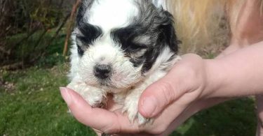 2 male Shih Tzu puppies needs home ASAP