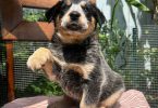 4 Blue Heeler puppies for sale