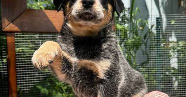 4 Blue Heeler puppies for sale