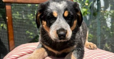 4 Blue Heeler puppies for sale