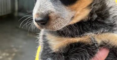 4 Blue Heeler puppies for sale