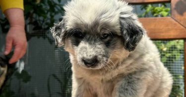 4 Blue Heeler puppies for sale