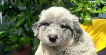 4 Blue Heeler puppies for sale