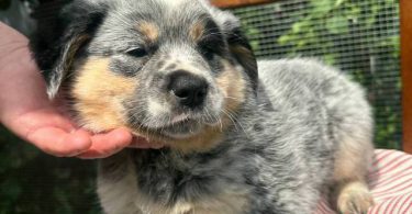4 Blue Heeler puppies for sale