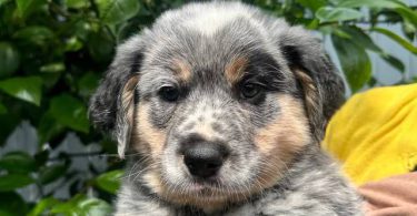 4 Blue Heeler puppies for sale