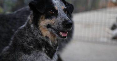 4 Blue Heeler puppies for sale