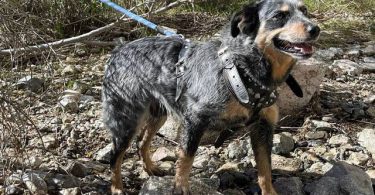 4 Blue Heeler puppies for sale