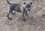 8 weeks old American Bully Puppy