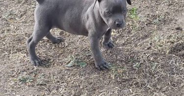 8 weeks old American Bully Puppy