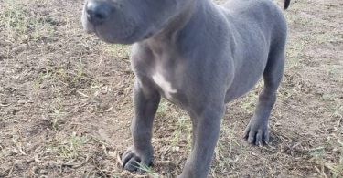 8 weeks old American Bully Puppy