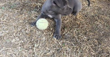 8 weeks old American Bully Puppy