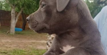 8 weeks old American Bully Puppy