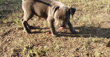 8 weeks old American Bully Puppy