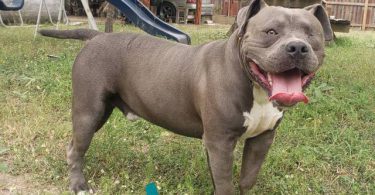 8 weeks old American Bully Puppy