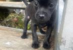 Teacup Chihuahua puppy all black