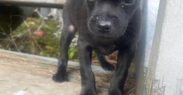 Teacup Chihuahua puppy all black