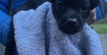 Teacup Chihuahua puppy all black