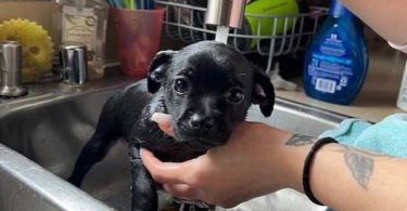 Teacup Chihuahua puppy all black