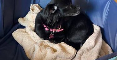 Teacup Chihuahua puppy all black