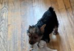 3 months old toy size Yorkie