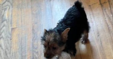 3 months old toy size Yorkie