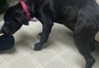 4 months old Pitweiler puppy