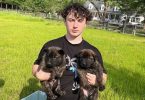 Male and female Dutch Shepherd puppies
