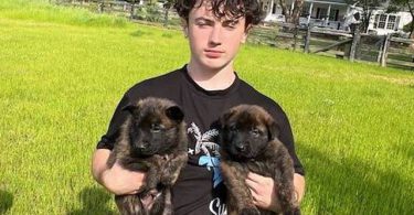 Male and female Dutch Shepherd puppies