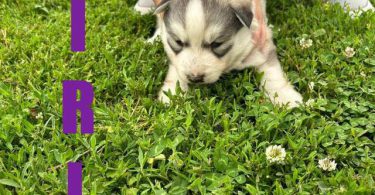5 Gerberian Shepskies for sale