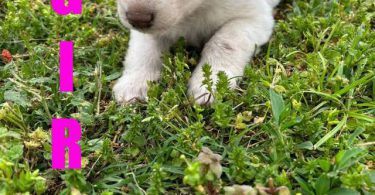 5 Gerberian Shepskies for sale