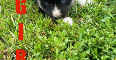 5 Gerberian Shepskies for sale