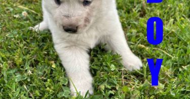 5 Gerberian Shepskies for sale