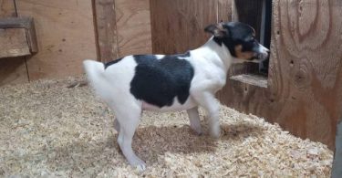 Rat Terrier Puppies: Your Solution for Rodent Control