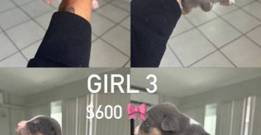 pitbull/bully mix puppies