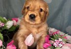 Beautiful Golden Retriever puppies for sale
