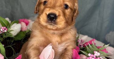 Beautiful Golden Retriever puppies for sale