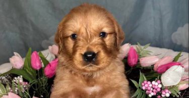 Beautiful Golden Retriever puppies for sale