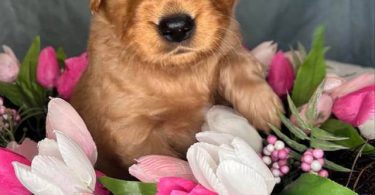 Beautiful Golden Retriever puppies for sale