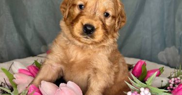 Beautiful Golden Retriever puppies for sale