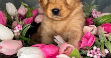 Beautiful Golden Retriever puppies for sale