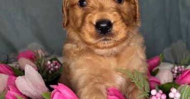 Beautiful Golden Retriever puppies for sale