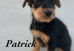 3 male 2 female Airedale terrier puppies