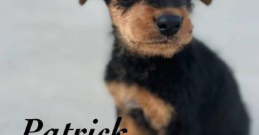 3 male 2 female Airedale terrier puppies