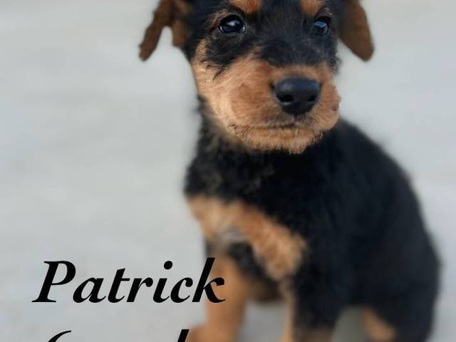 3 male 2 female Airedale terrier puppies