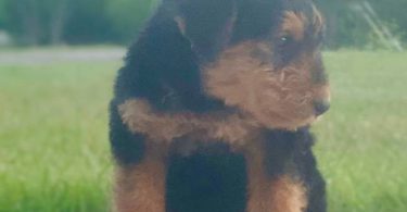 3 male 2 female Airedale terrier puppies
